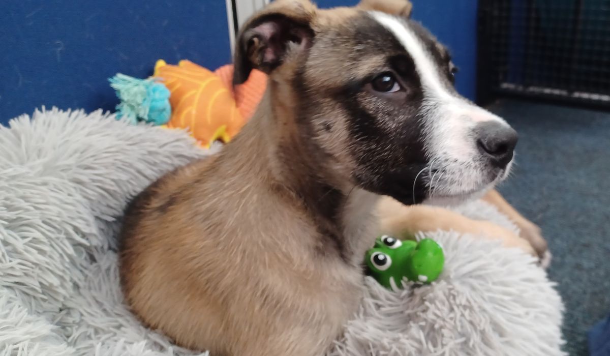 Gallery image: Poppy