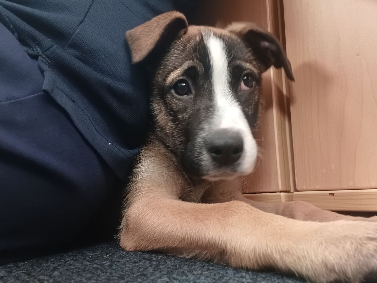 Gallery image: Poppy