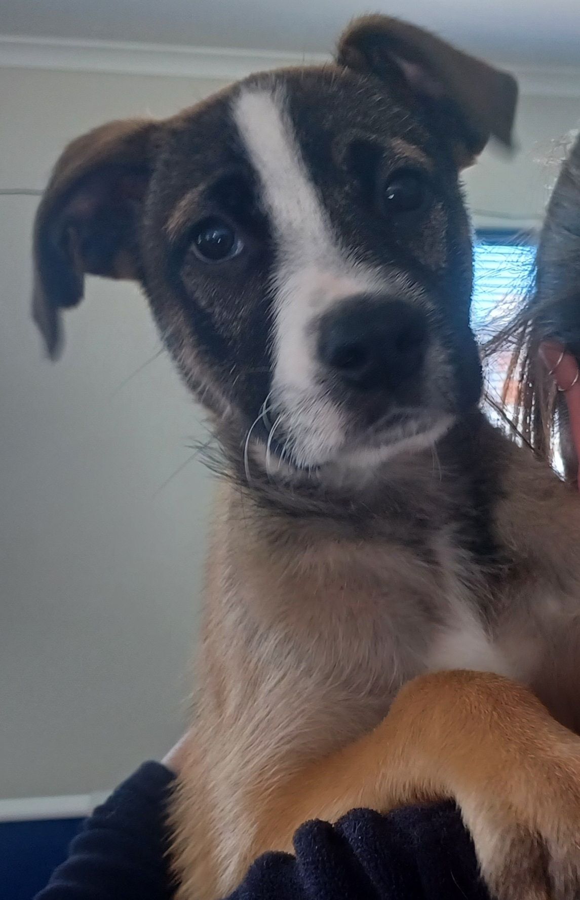 Gallery image: Poppy