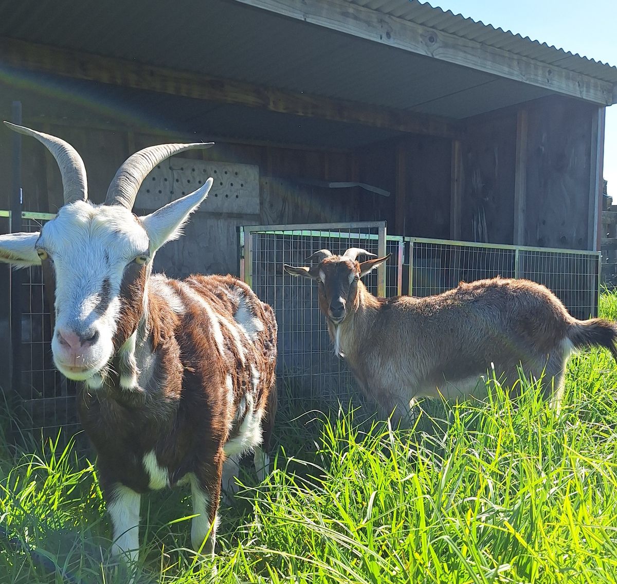 Gallery image: Caramello