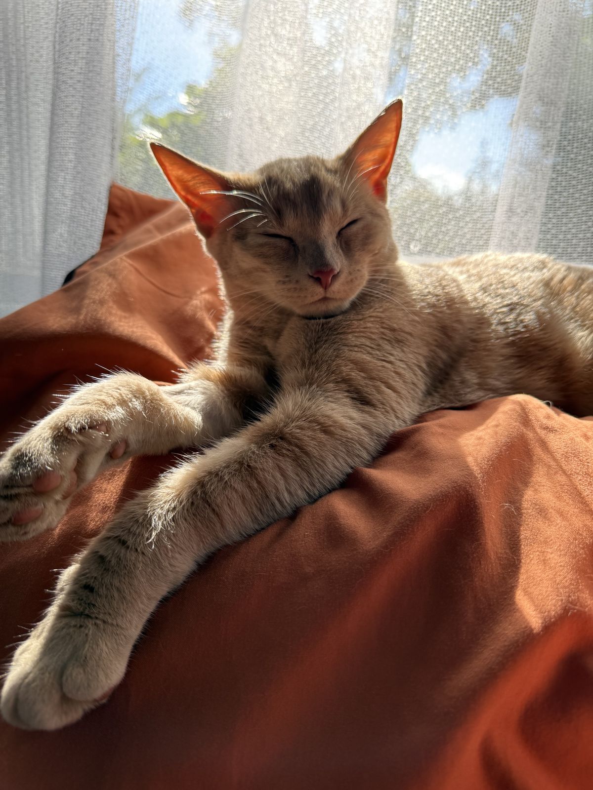 Gallery image: Jasper