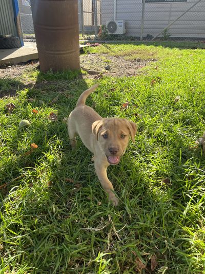 Hazel