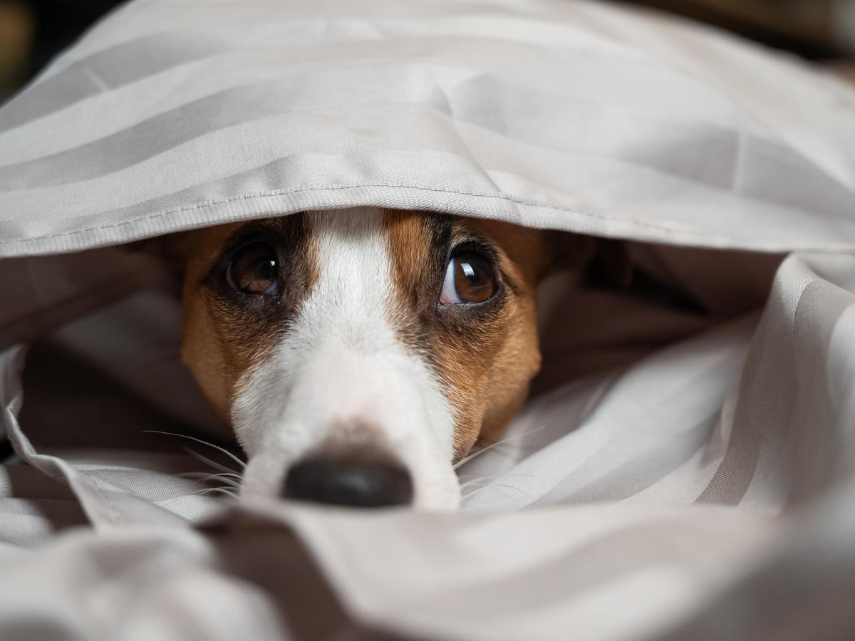 SPCA thrilled after Petitions Committee report recommends ban on public sale and use of fireworks 