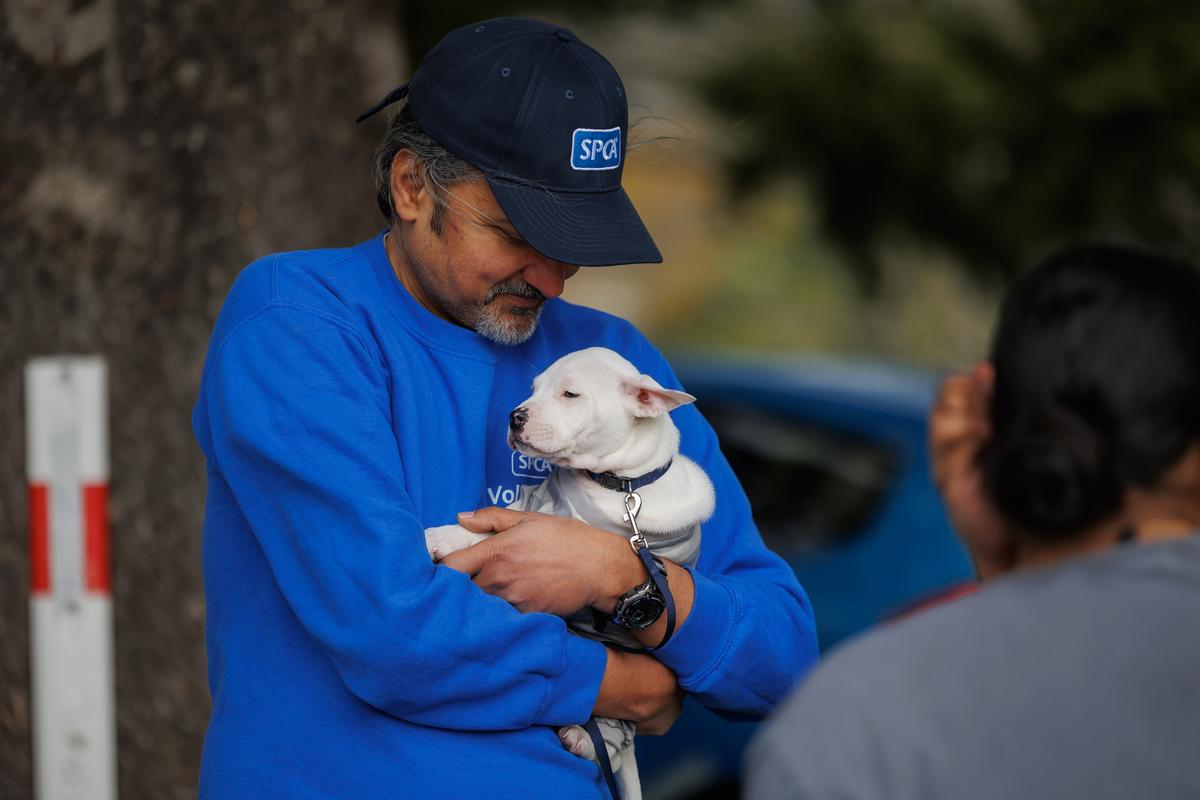SPCA launches 2026 Election Policy Explainer to keep animal welfare at the forefront of New Zealander’s minds 