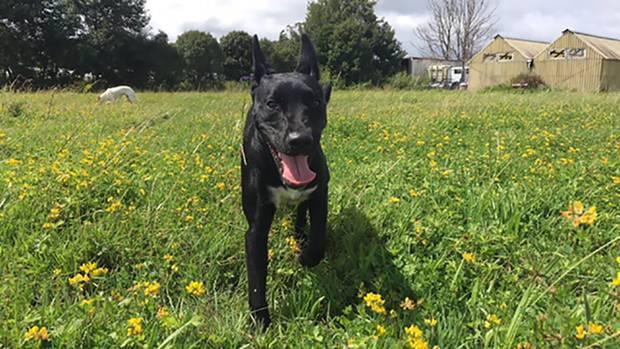 SPCA prosecutes after man kills puppy by slitting its throat