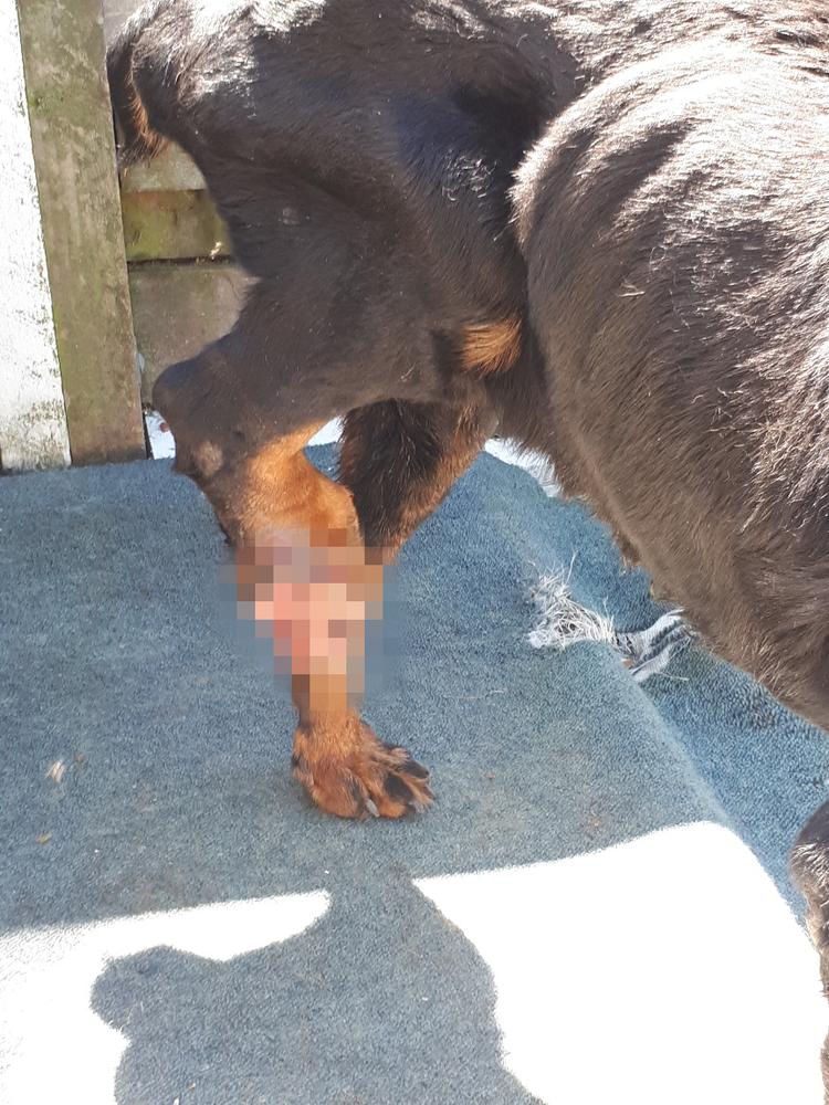 SPCA prosecutes couple for failing to care for dog with cancerous foot