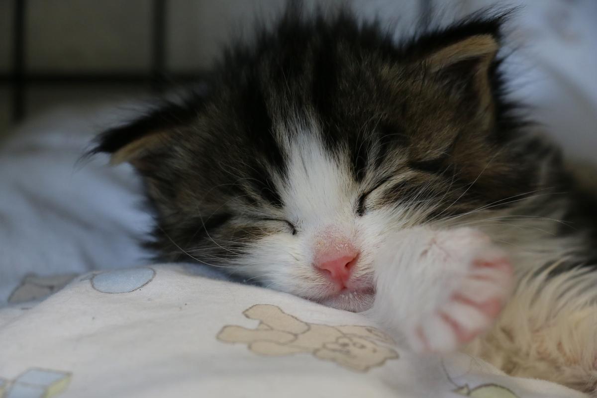 Gunther is one of the many newborn kittens that Archie has fostered.