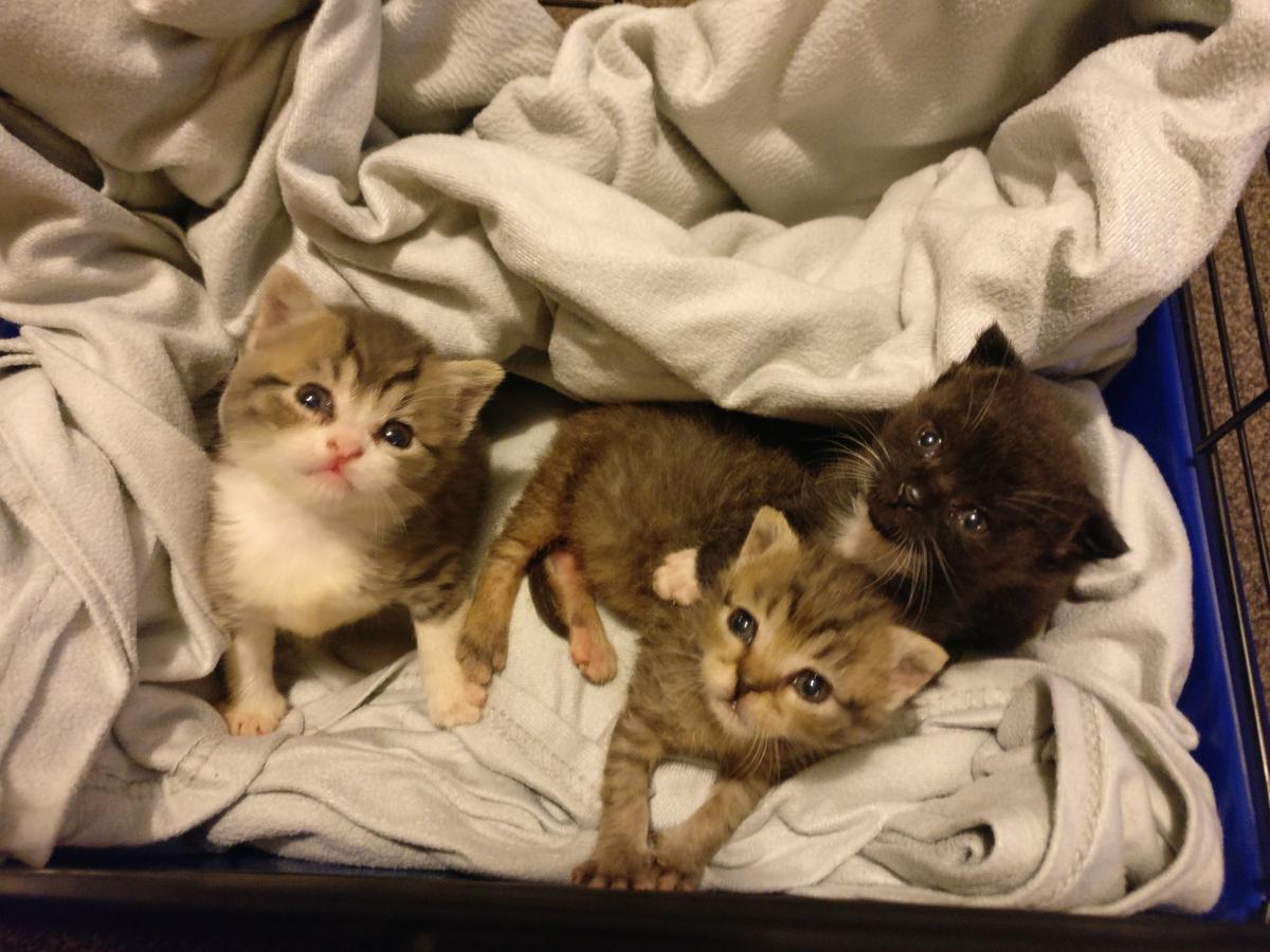 Yoshi, Romeo and Gomez arrived in Archie's care at just one day old with their umbilical cords still attached.