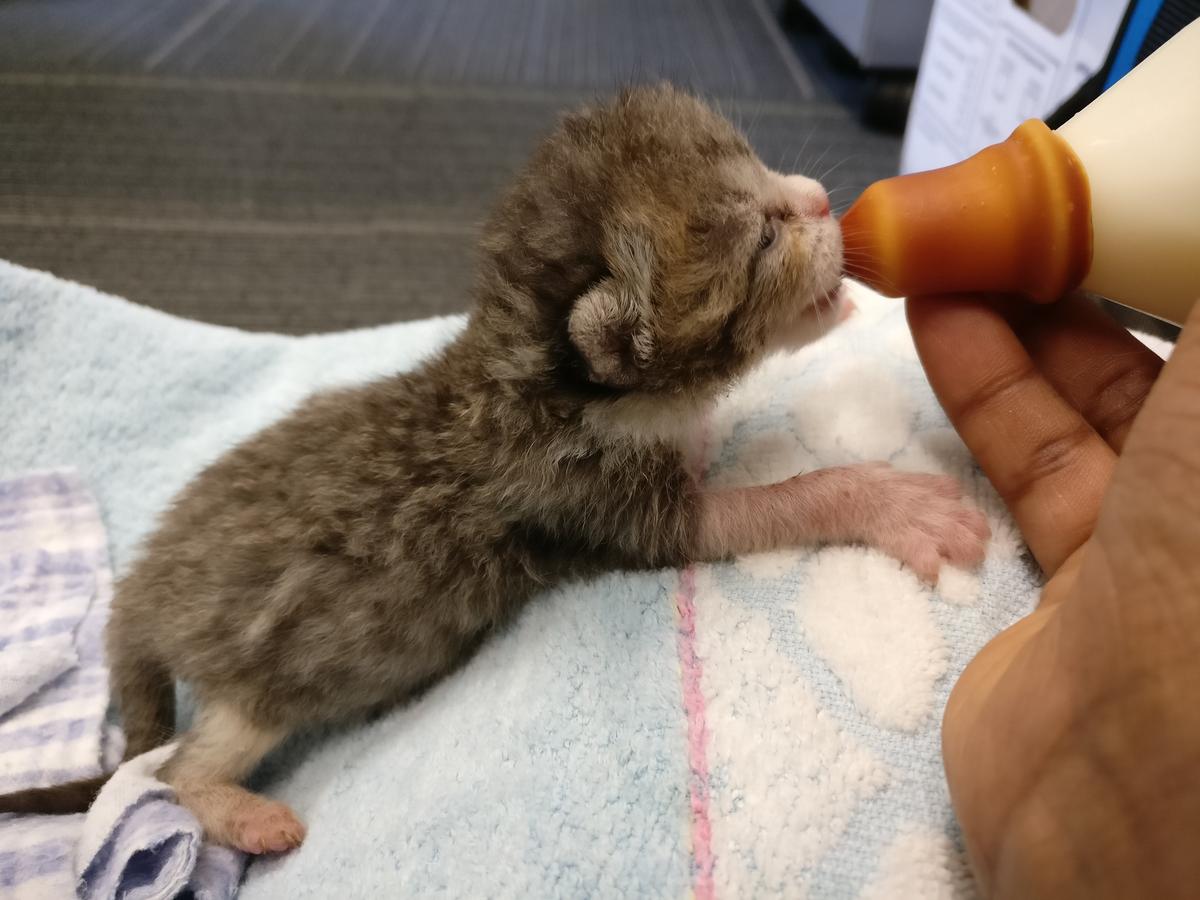 Looking after litters of kittens that are days old means feeding them every few hours around the clock.
