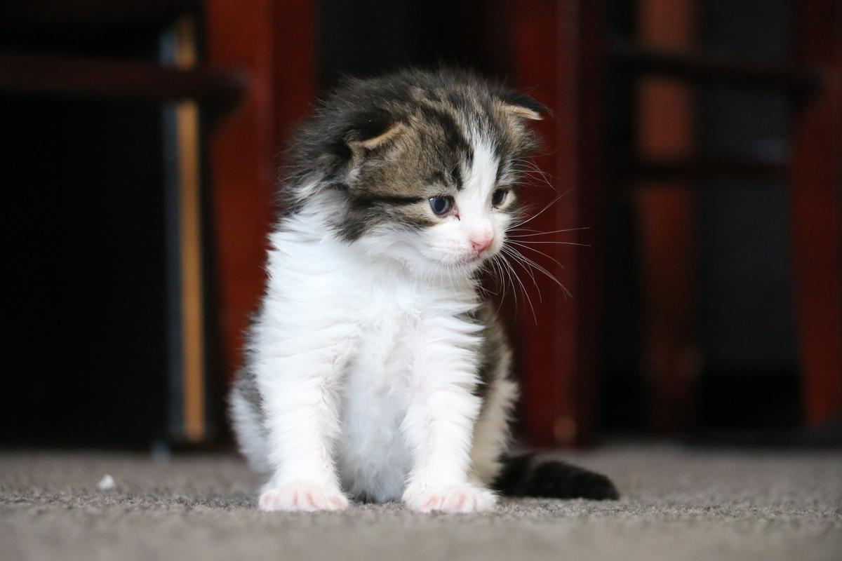 Archie cared for Gunther from days old, until he was ready to go up for adoption and find a forever home.