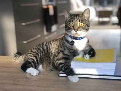 Meet Bucky - SPCA's miracle kitten!