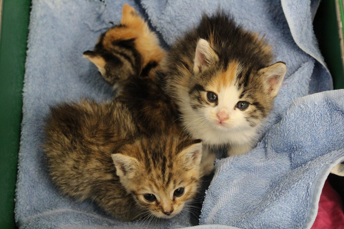 Squiggles, Toffee and Shortbread were found living on the streets at just three weeks old without a mum.