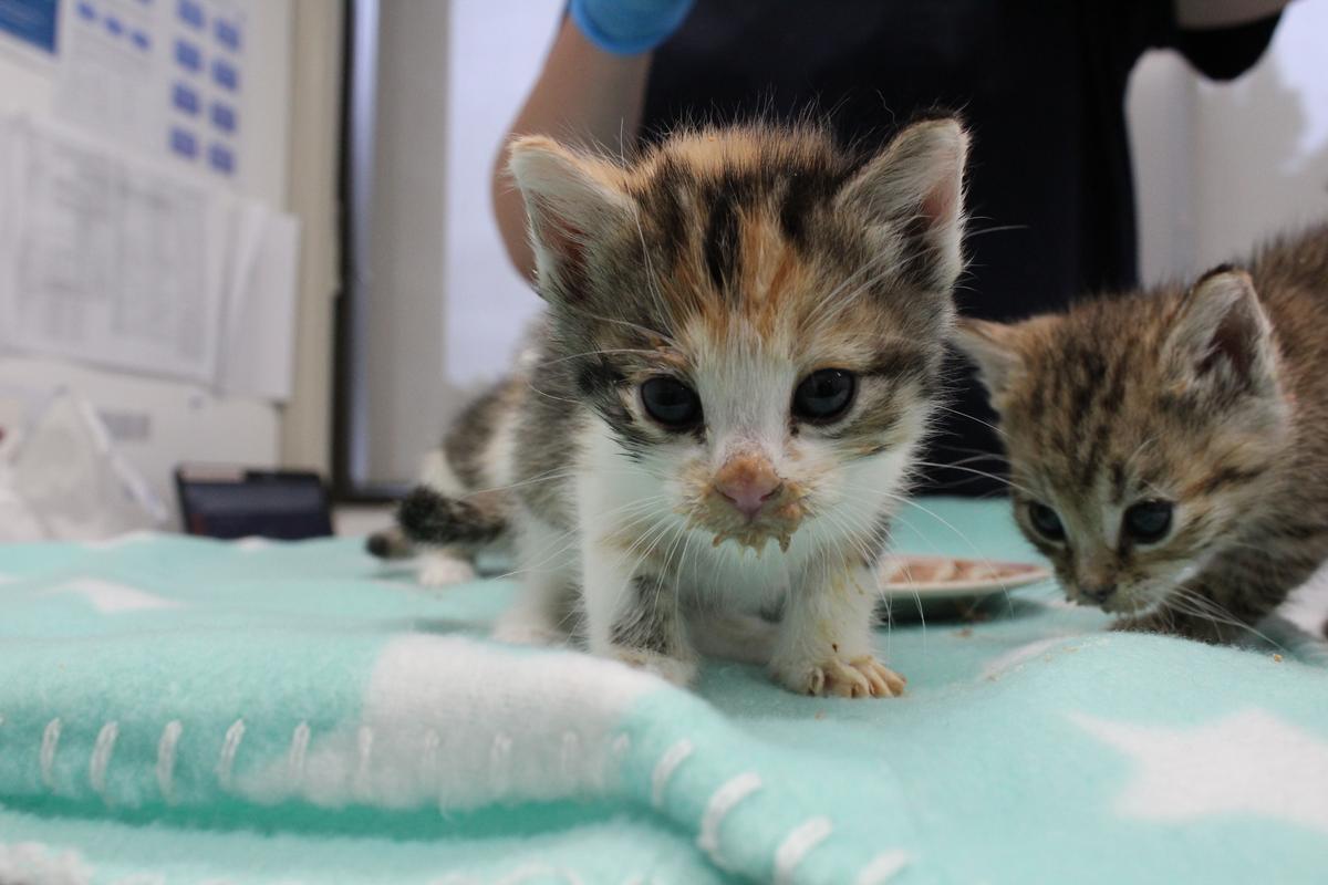 On arrival at SPCA, kittens are given a nutritious meal by the veterinary team.