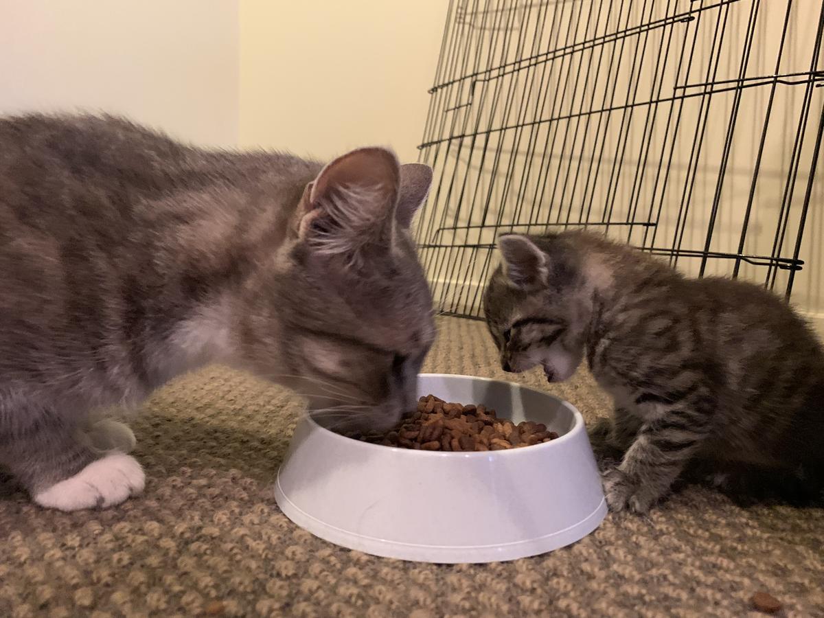 Jade, her siblings and mum were taken to a foster parent's home where they were given food, beds, blankets, lots of toys and space to relax.