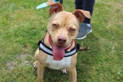 Peaches learns to walk again