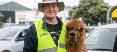 I'm thinking of adopting...a llama or alpaca