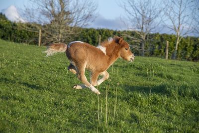 I'm thinking of adopting...a miniature horse