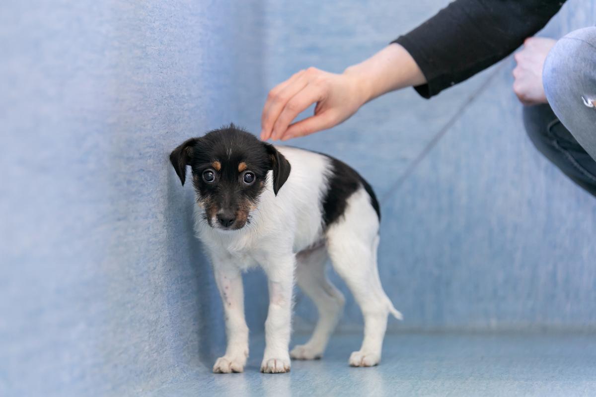 Prevent cruelty & advocate