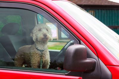 If you love them, don’t leave them! The dangers of leaving dogs in hot cars