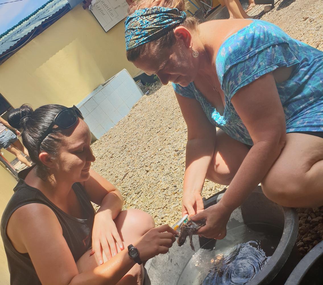 Rona’s Roar; SPCA Inspector Steph visits Bali turtle rescue