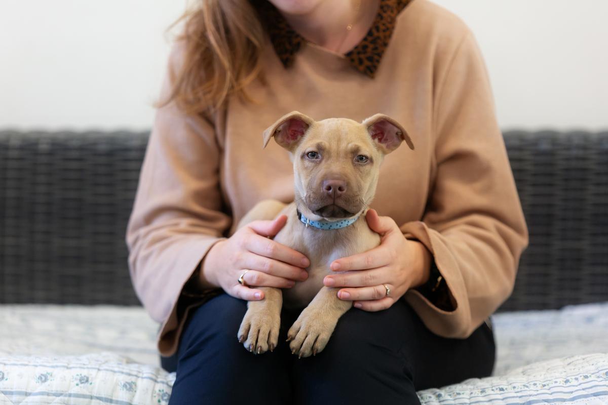 Are you ready to adopt?