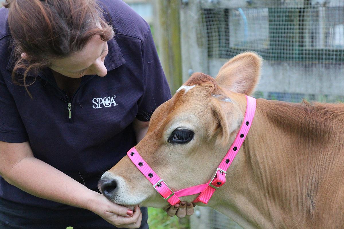 Foster parent - horses and farm animals