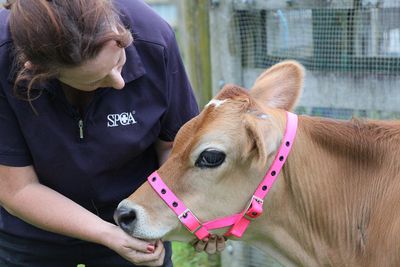 Foster parent - horses and farm animals