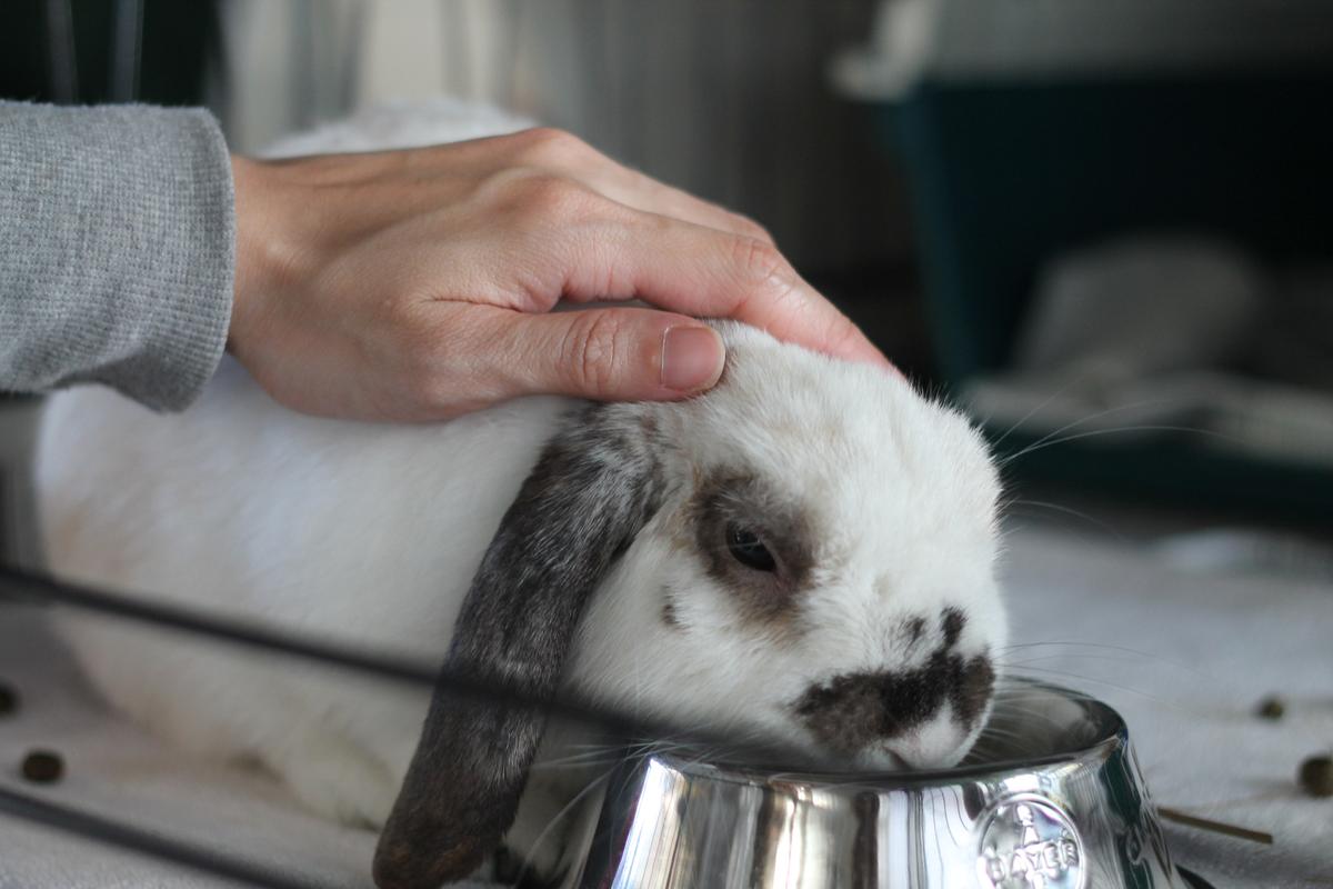 Gallery: Animal Welfare Act