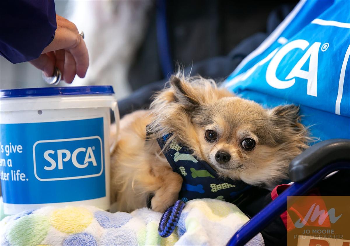 SPCA calls for animal lovers to collect for Annual Street Appeal 