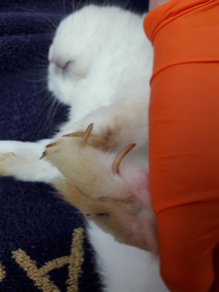 SPCA prosecutes woman for neglecting her pet rabbit