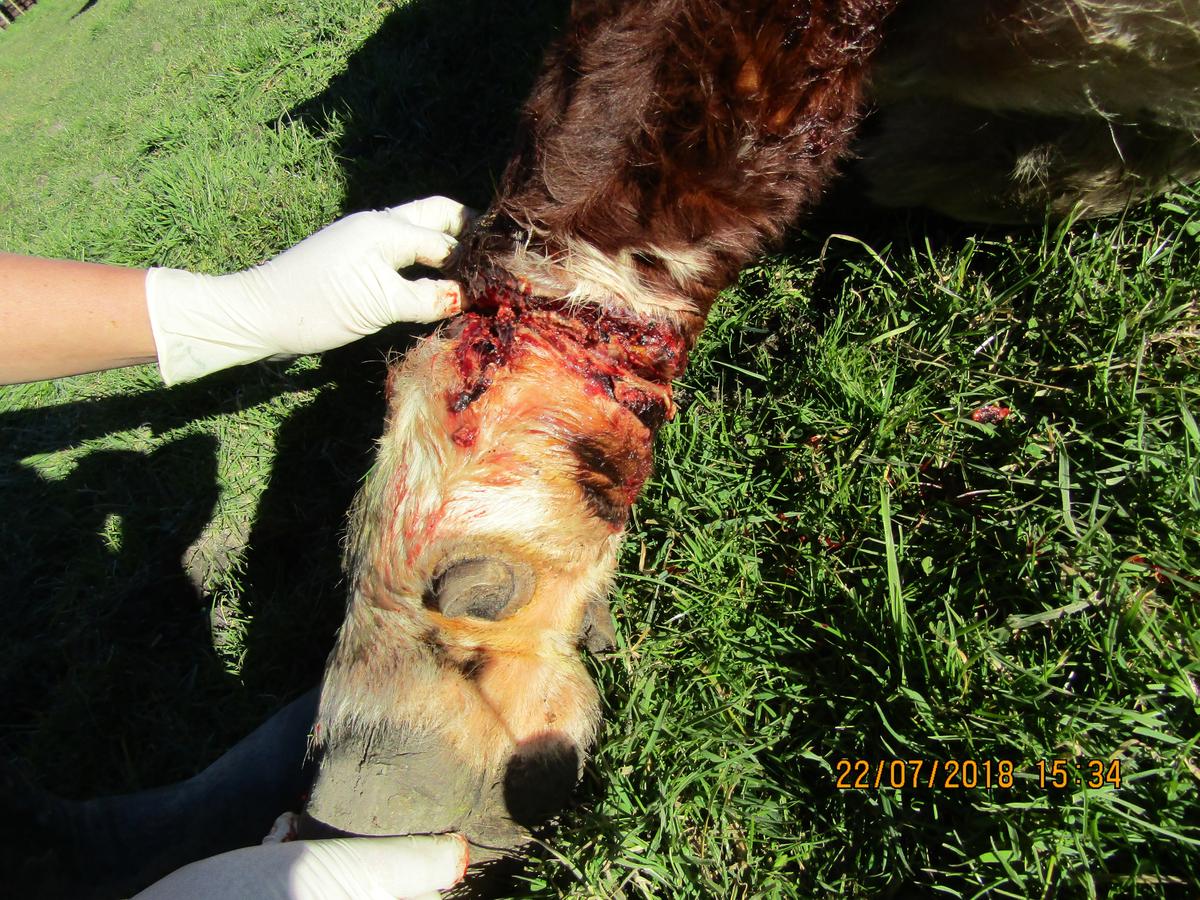SPCA prosecutes man for ill-treatment of his injured cow