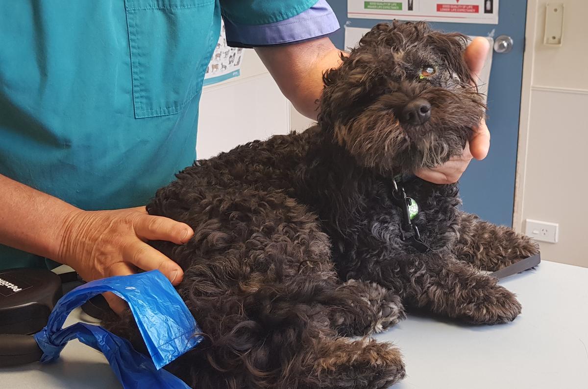 Rafa was thrown against a wall and blinded in one eye.