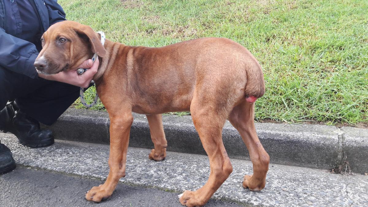 Spencer's tail was docked by his owner.