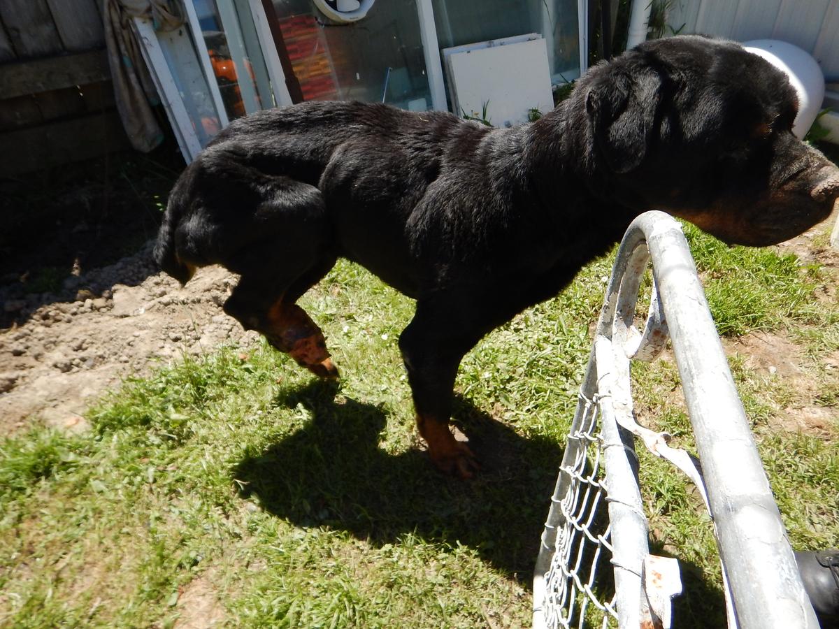 Bobby's foot was a swollen, bloody stump.