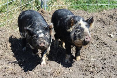 Success Story: Timon and Pumbaa