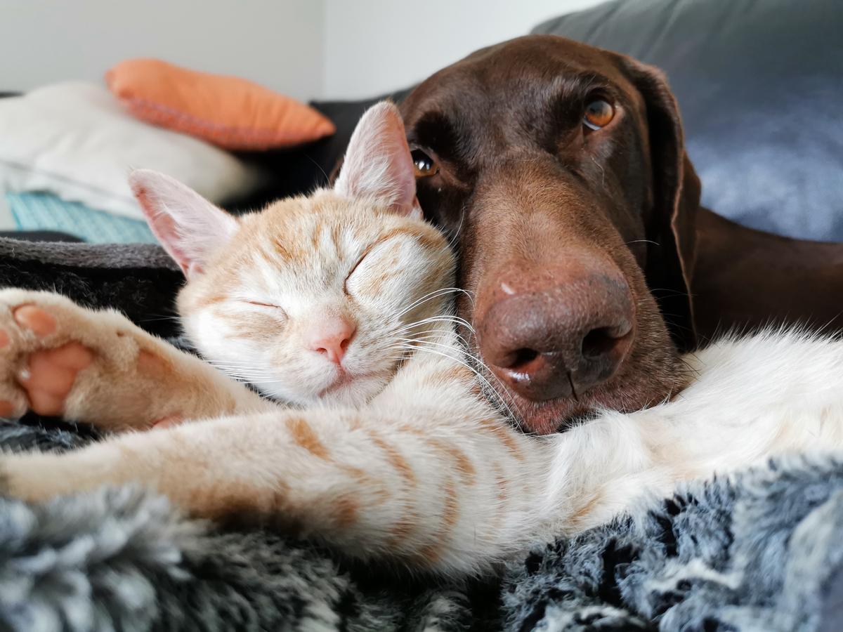 Introducing a new furry family member