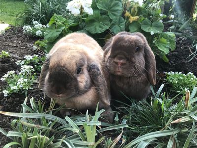 SPCA's special needs pets