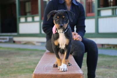 How to best care for your pets during COVID-19