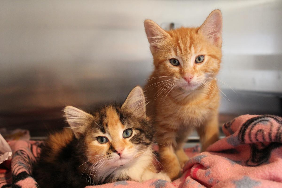 SPCA announces partnership with Pet Depot