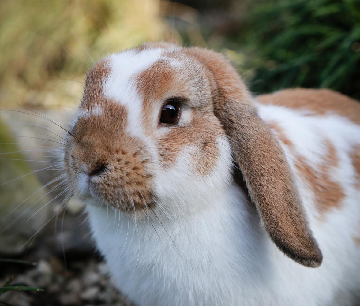 How to Improve Your Pet Rabbit’s Quality of Life 