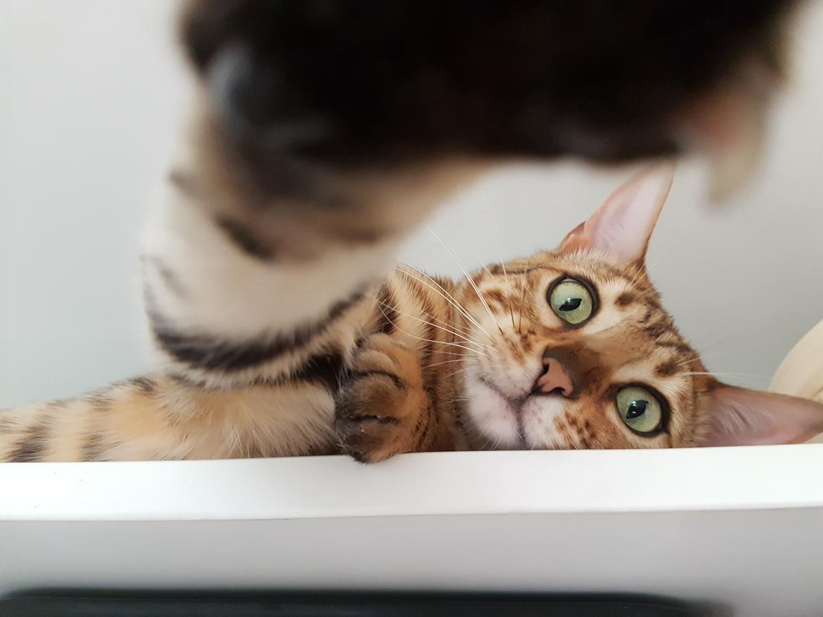 SPCA votes to create new national organisation