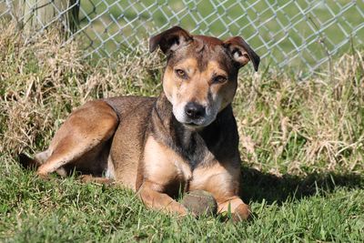 Foster parent - Dogs