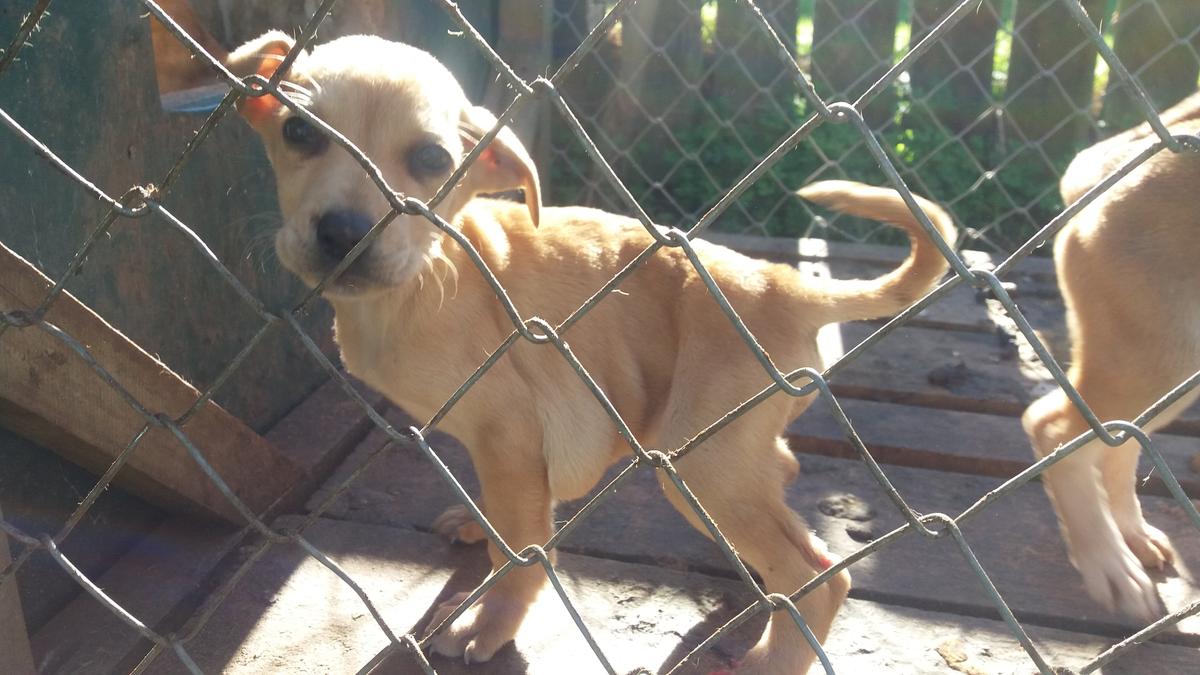 SPCA prosecutes man for failing to care for his puppies 