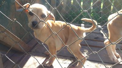 SPCA prosecutes man for failing to care for his puppies 