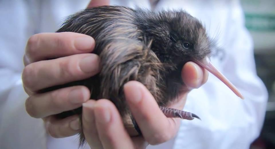 New Zealand Bird Kiwi