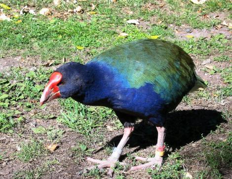 New Zealand Bird Takahe