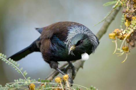 New Zealand Bird Tui