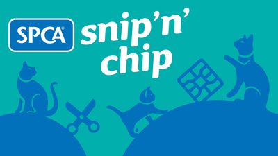 Snip 'n' Chip launches in Tauranga