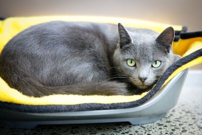 Animal Care Assistant - Cats