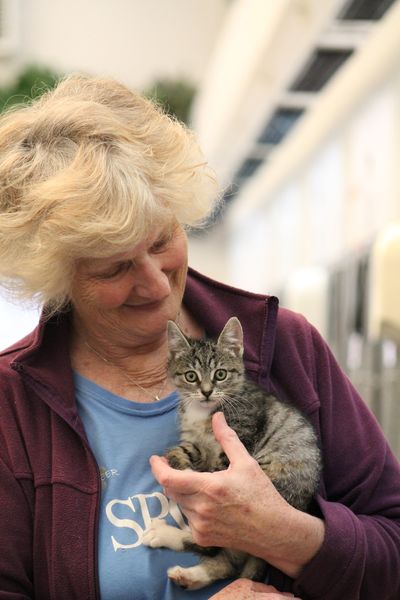 Feline and small animal volunteer